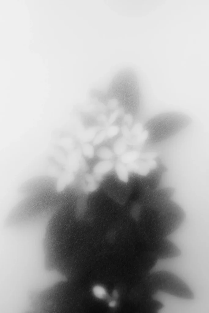 Dirección de Arte floral para Blooming Capsule: estudio creativo en Madrid especializado en sets botánicos.